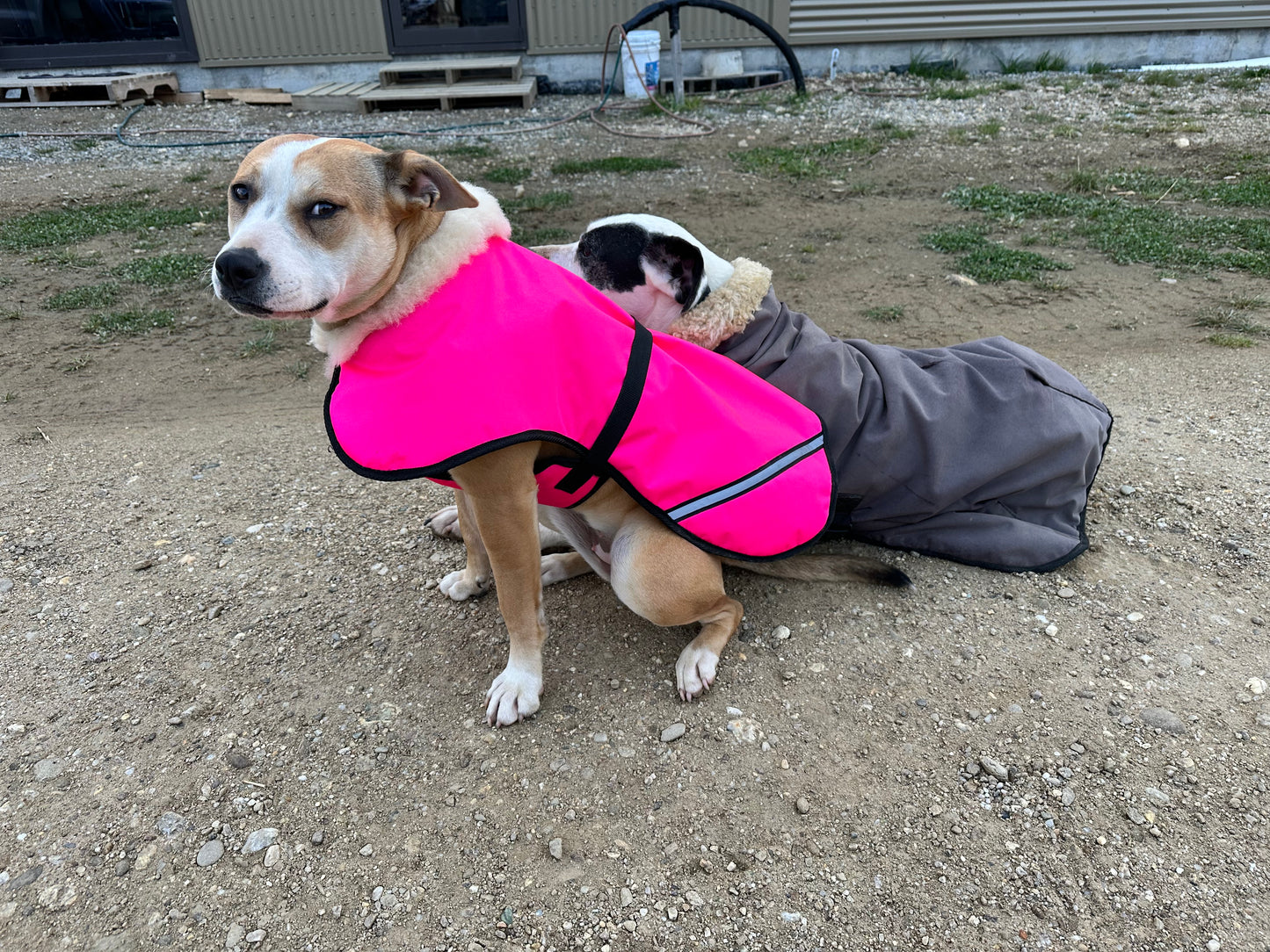 Dog Jackets