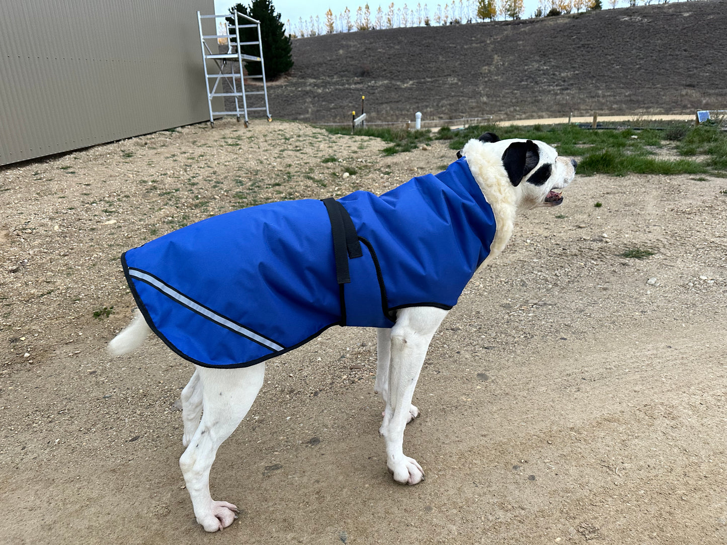 Dog Jackets