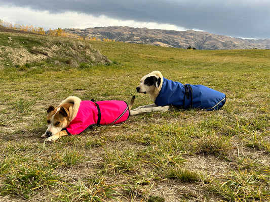 Dog Jackets